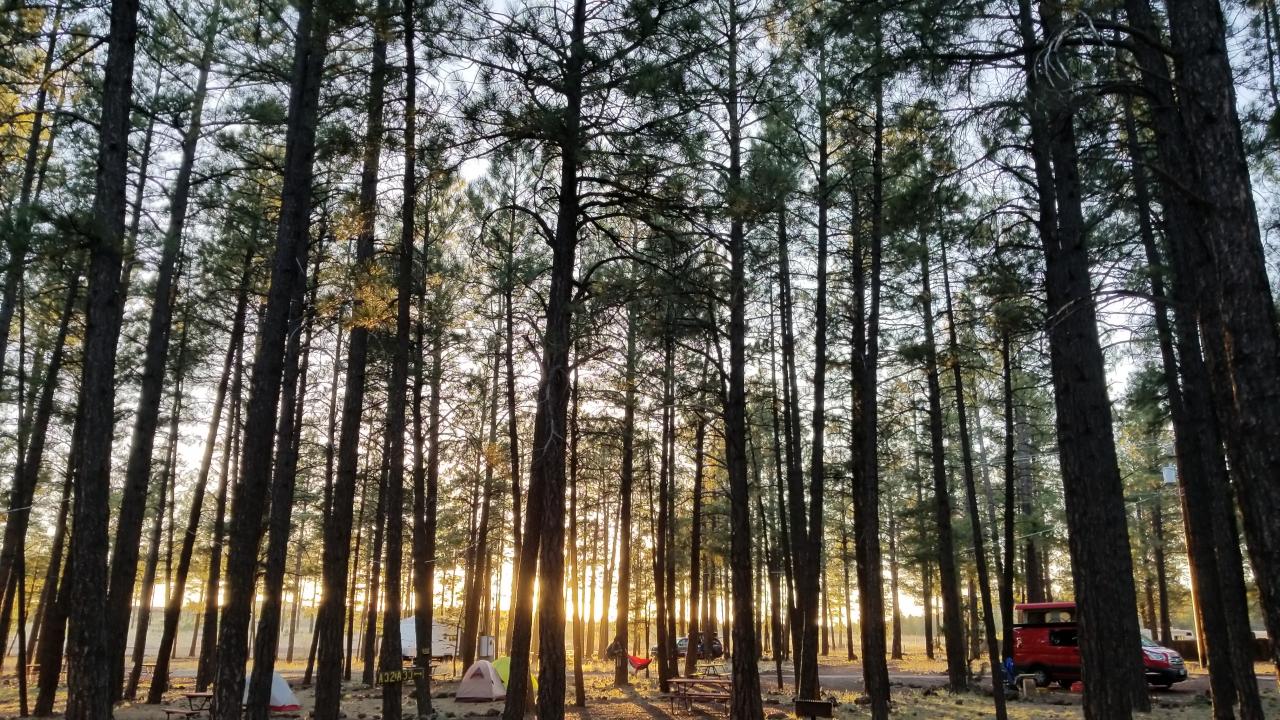 Flagstaff campground in the trees