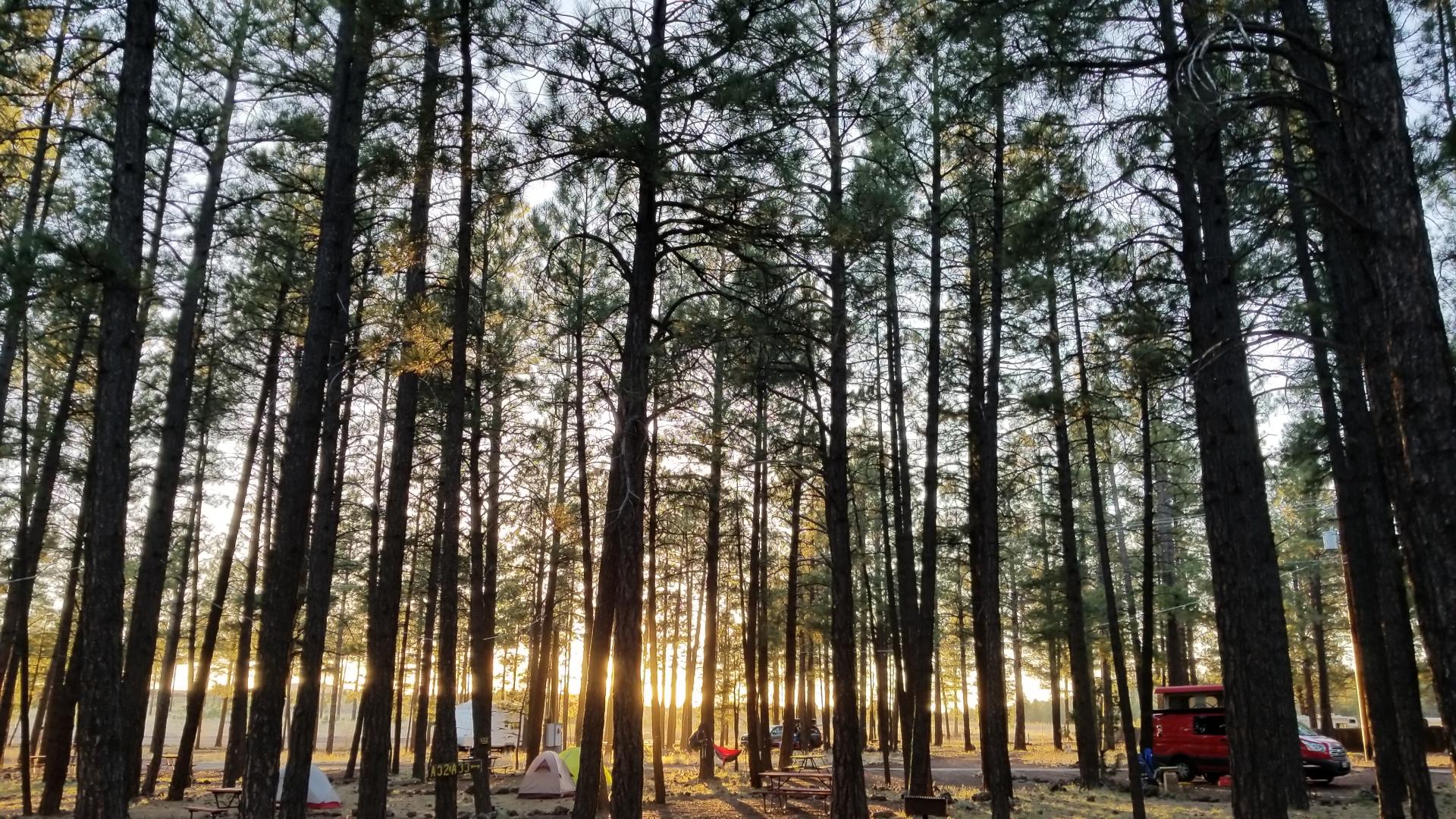 Flagstaff campground in the trees